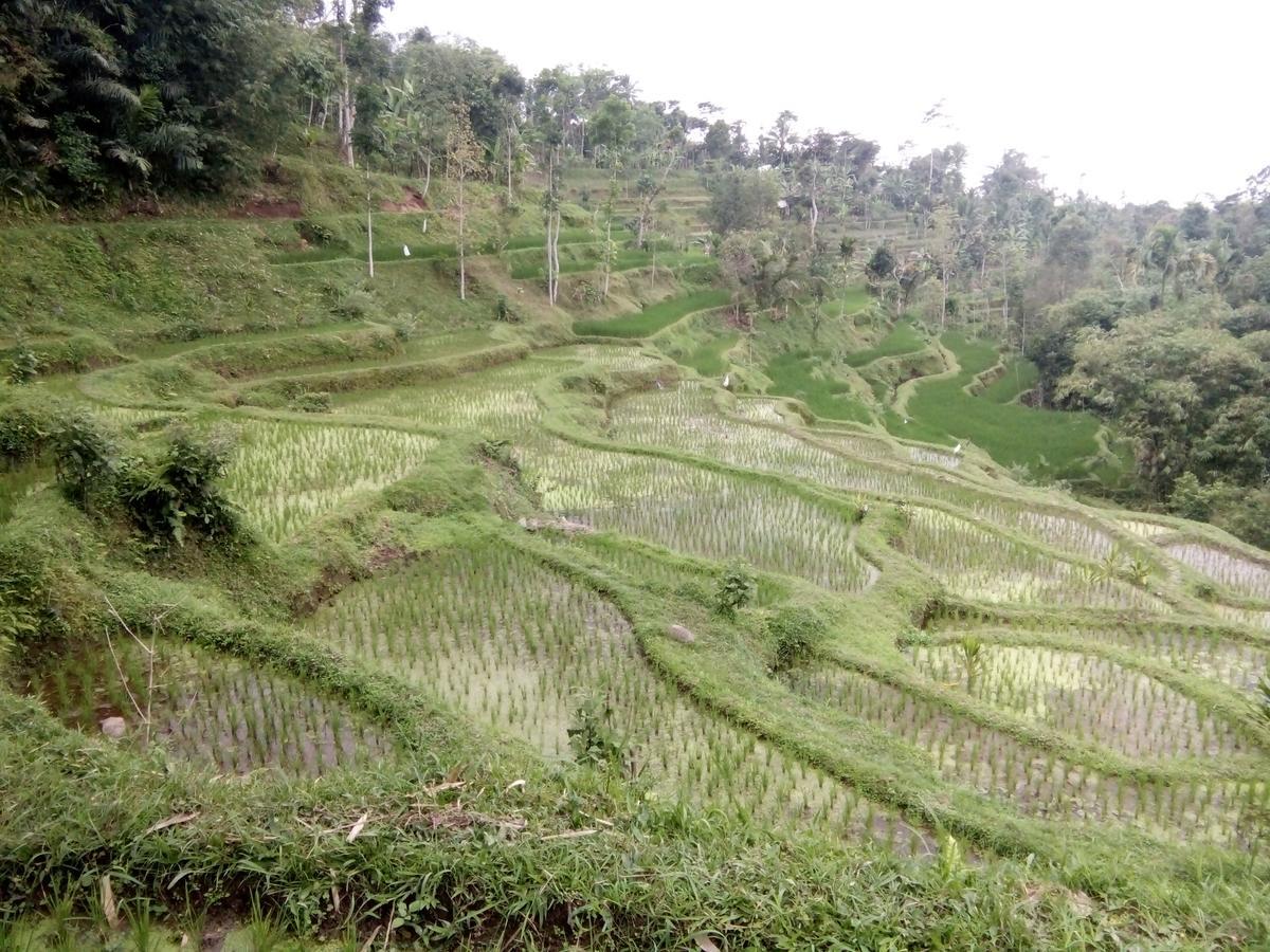 Tetebatu Terrace Homestay المظهر الخارجي الصورة