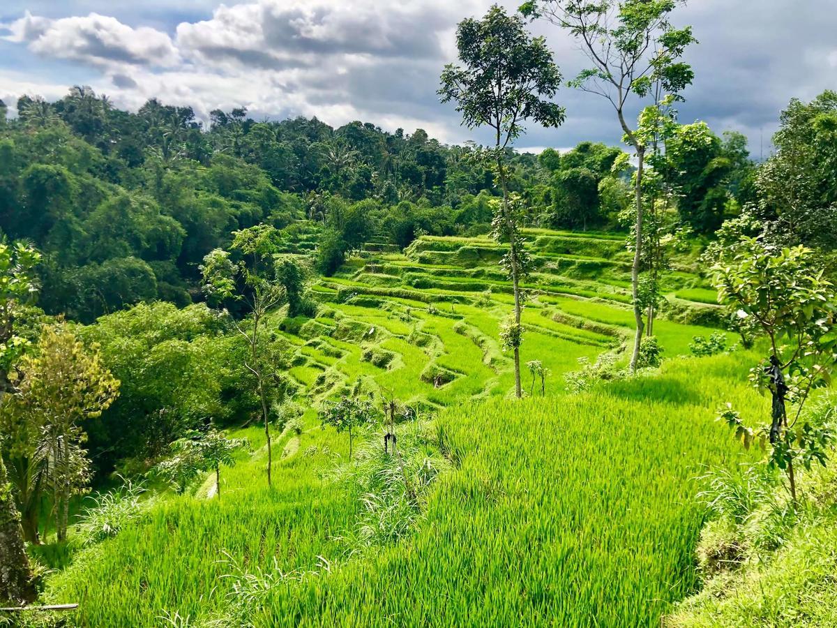 Tetebatu Terrace Homestay المظهر الخارجي الصورة