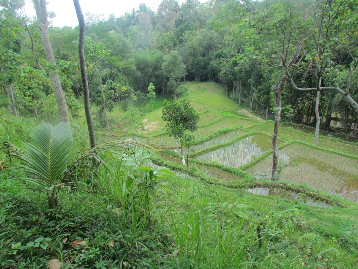 Tetebatu Terrace Homestay المظهر الخارجي الصورة